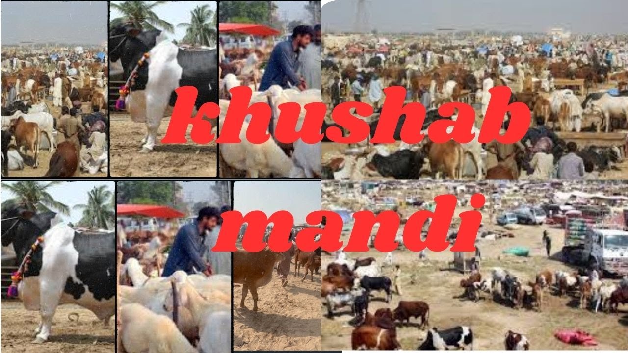 Khushab Cow Mandi