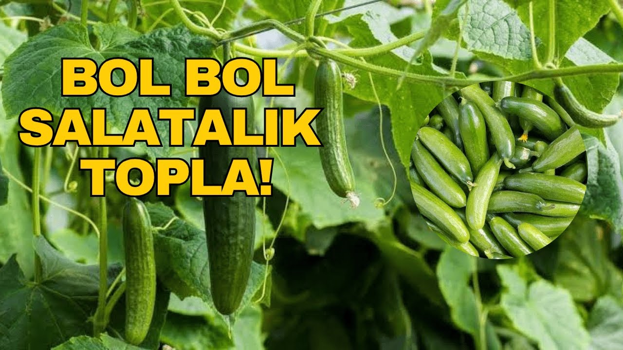 Salatalıkta Veriminizi Katlayın! Çiçek ve Meyve Sayısı Nasıl Artar?