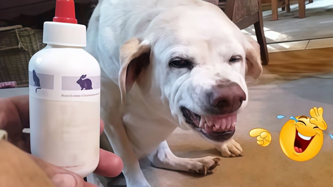 HILARIOUS DOGS Being Weird 🤪 NEW Funniest Dogs Video 2026