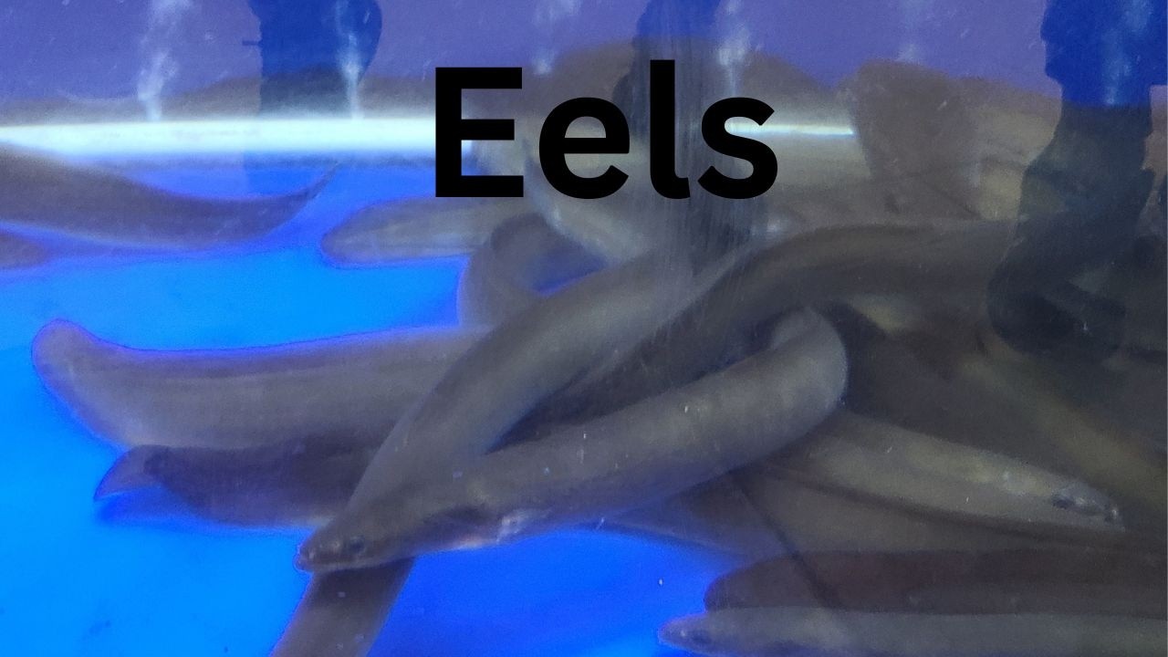 Eels.