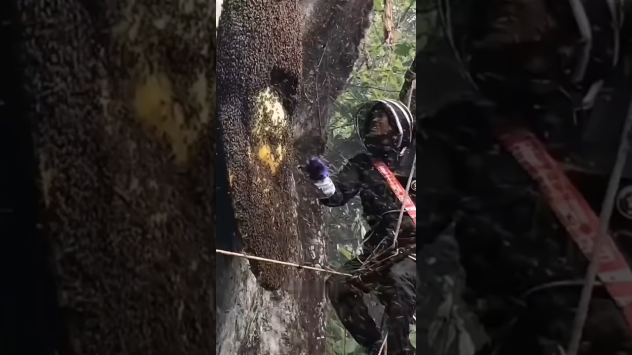 Largest Honey Beehive Ever Seen !