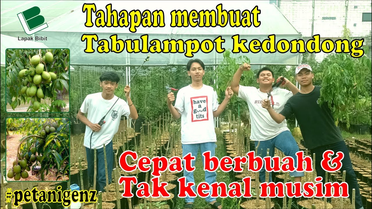 Tahapan membuat tabulampot kedondong I Tabulampot yang paling mudah berbuah