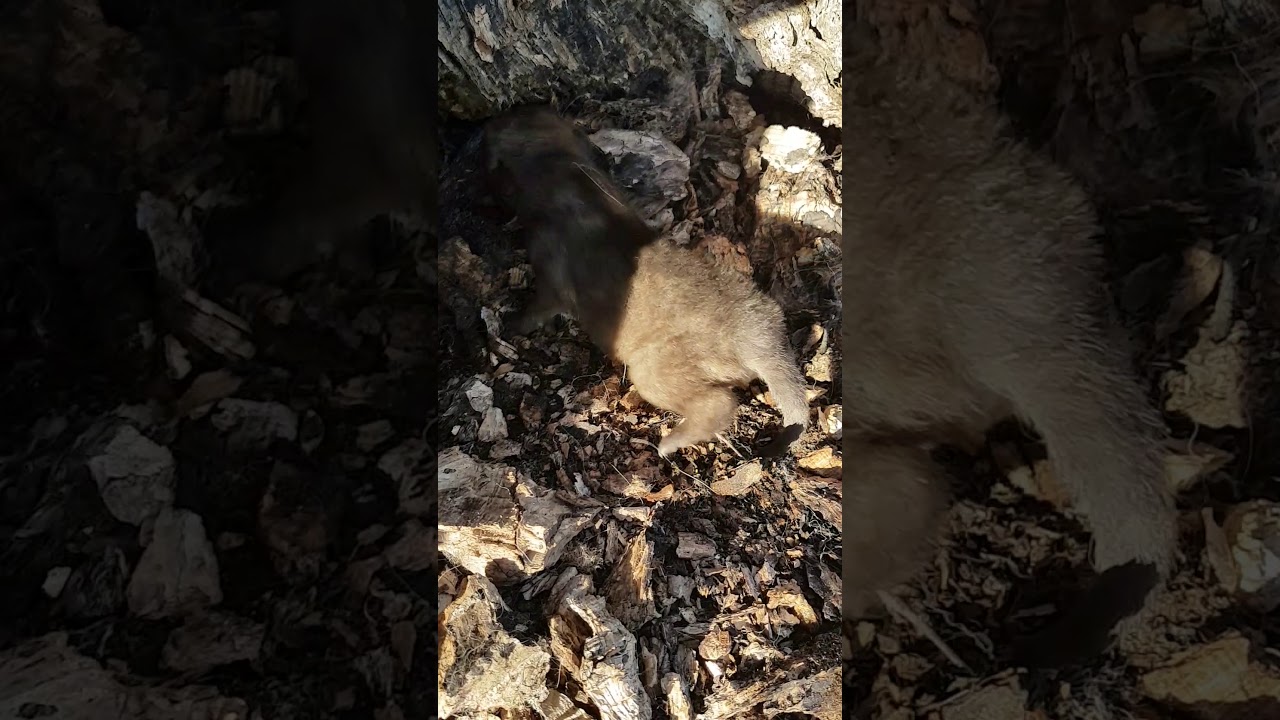 New born Coyote Pups