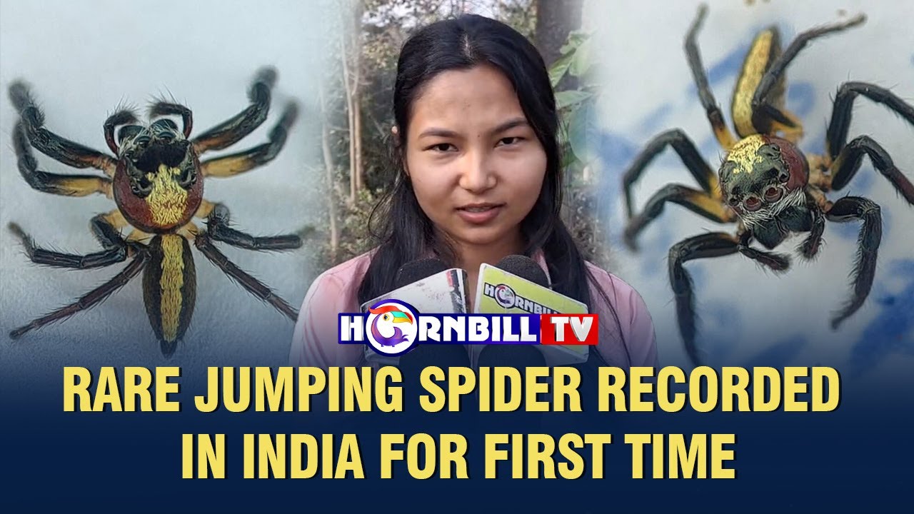 RARE JUMPING SPIDER RECORDED IN INDIA FOR FIRST TIME