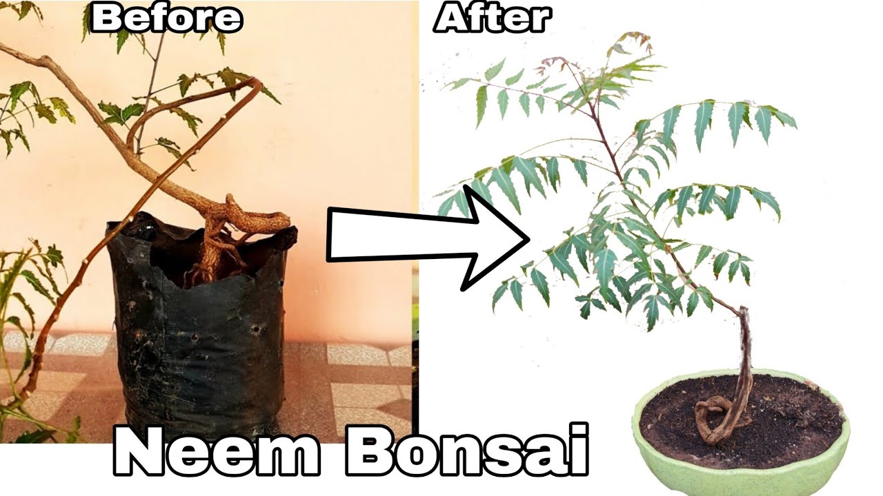 How to make Neem Bonsai, Neem Bonsai, how to make neem bonsai at home