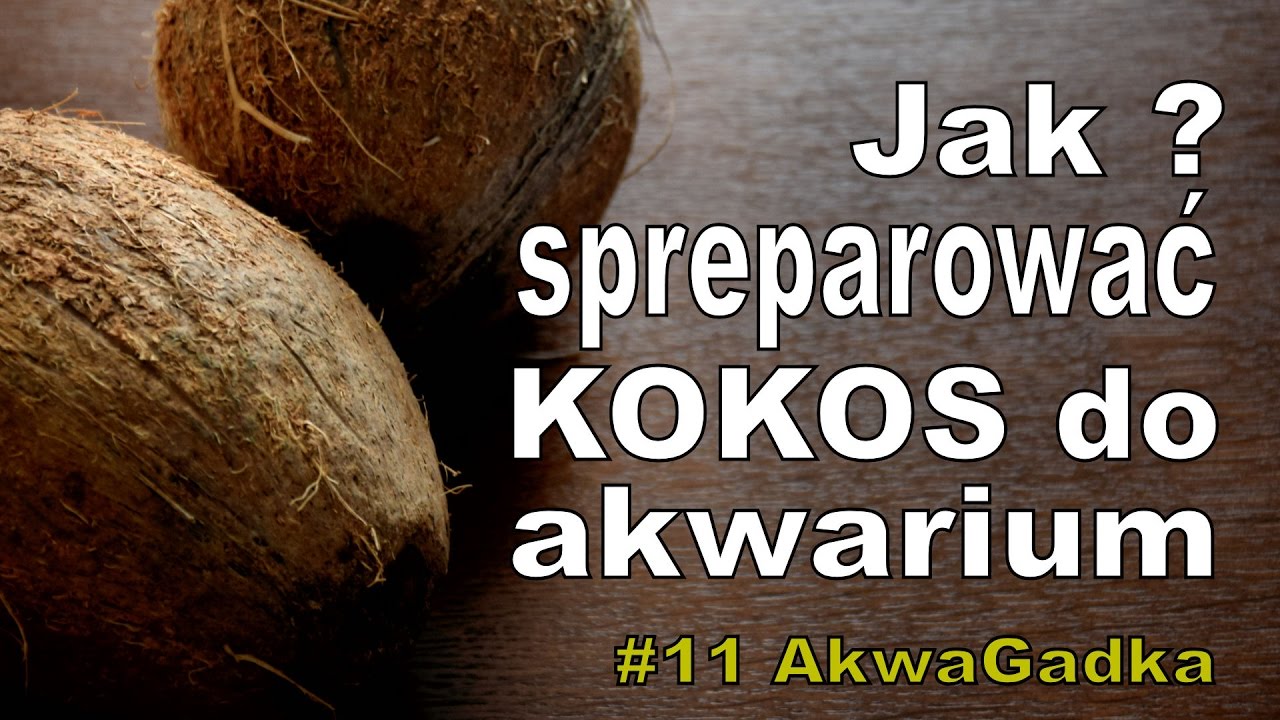 Jak spreparować kokos do akwarium? #11. AkwaGadka