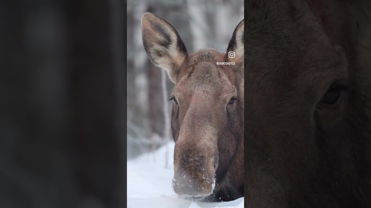 Moose encounter in my yard. Fairbanks Alaska