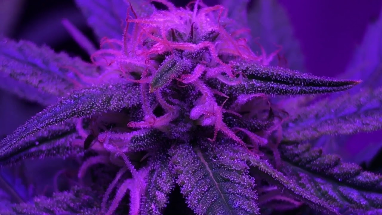 LED GROWN - #4
