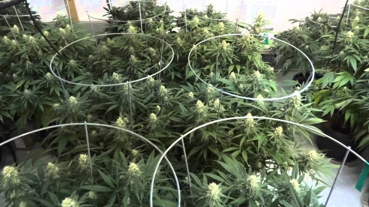 Site M - Green Crack Cannabis Grow - Day 30 of Flower