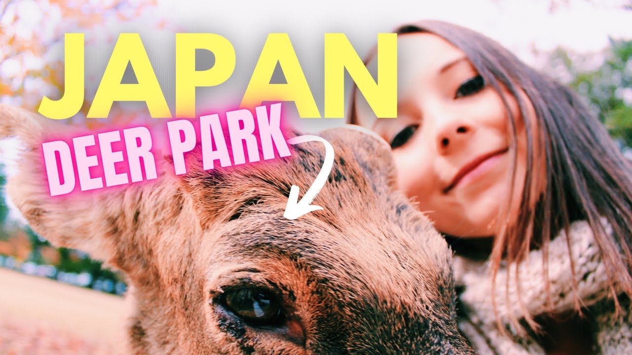 Kyoto, Japan VLOG // NARA DEER PARK
