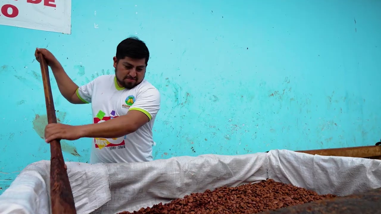 PROCESO COSECHA Y POSCOSECHA DE CACAO ORGANICO ACOPAGRO