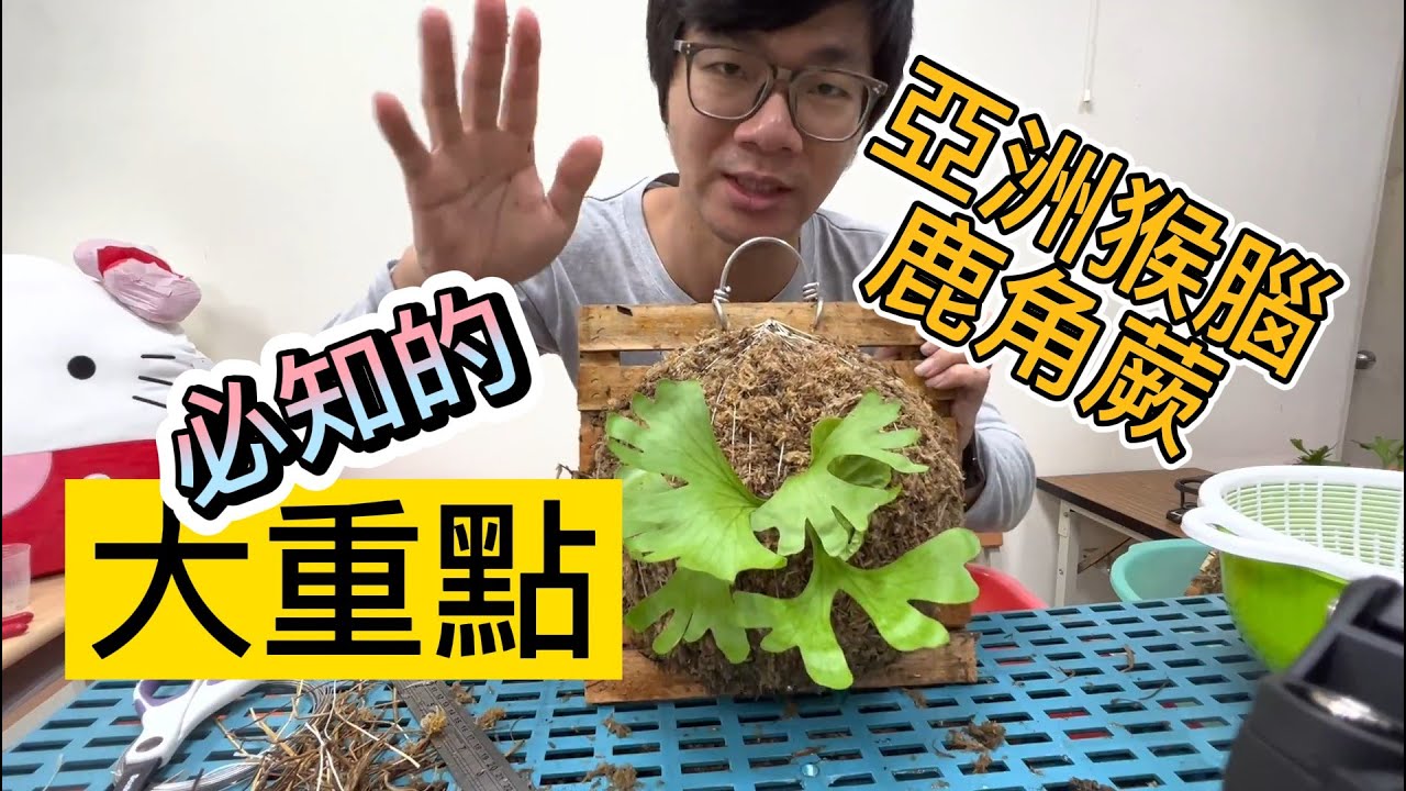 亞猴上板 亞洲猴腦 鹿角蕨 圓葉亞猴 甜心 上板注意事項 上板介紹