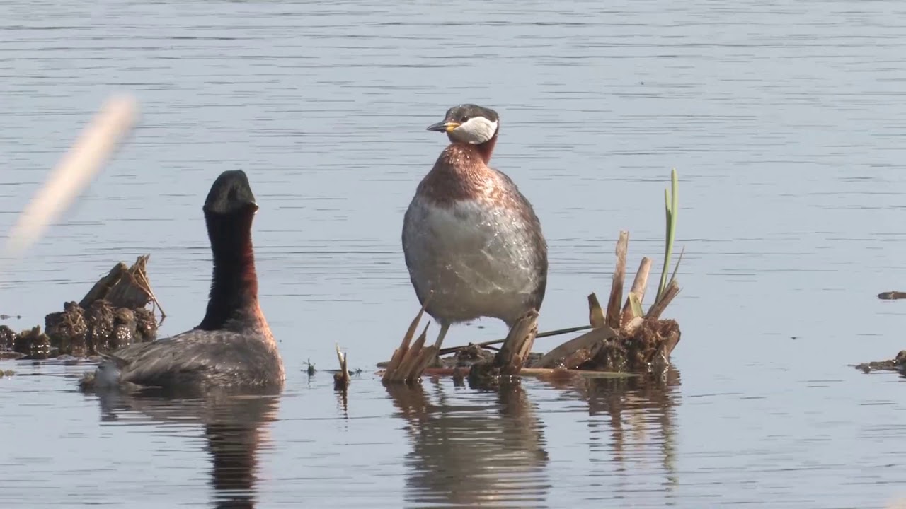 Ein Vogelparadies auf Zeit