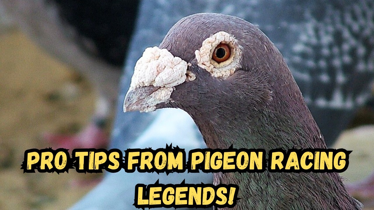 Top Secrets from the World’s Best Racing Pigeon Experts 🕊️ | Must-Watch Tips for Success!