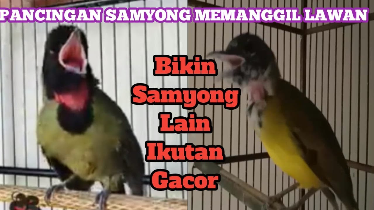 PANCINGAN SAMYONG GACOR SANGAT LANTANG, MEMANGGIL  SAMYONG LAIN IKUTAN BUNYI DALAM DURASI PANJANG