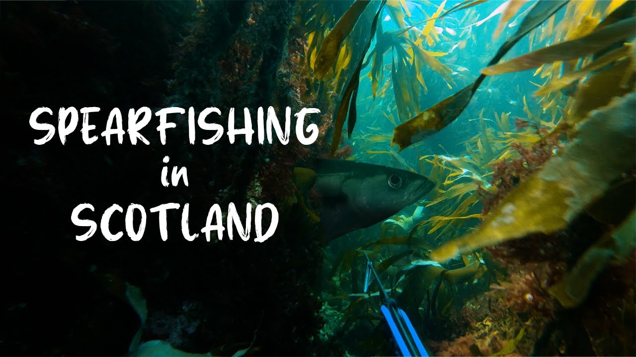 Spearfishing & Mushroom Foraging in Scotland - Hunting Giant Pollock in the Kelp!