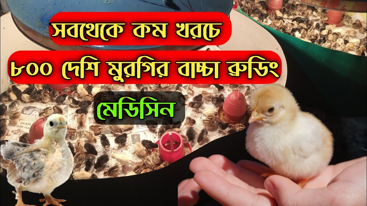 ব্রুডিং মারা যাবেনা কোন বাচ্চা, দেশি মুরগী বাচ্চার ব্রুডিং সব থেকে কমদামি মেডিসিন, #shakilfarming
