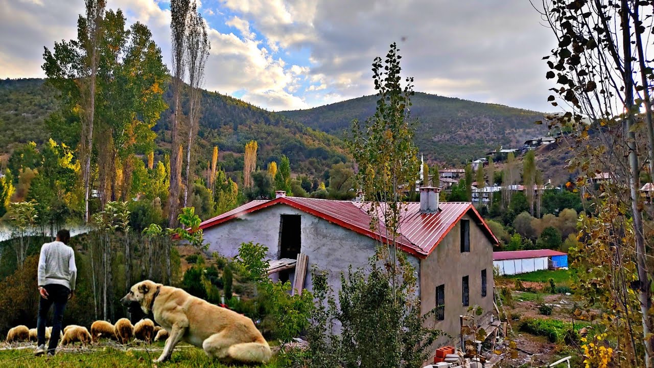 KÖY EVİ GÜZELLEŞİYOR(İNCE SIVA)ZALIM KOYUNLARI ÖZLEMİŞ