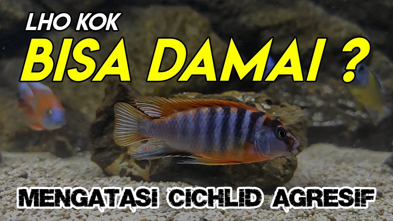 MENGATASI CICHLID AGRESIF ALA RIVIER AQUATIC