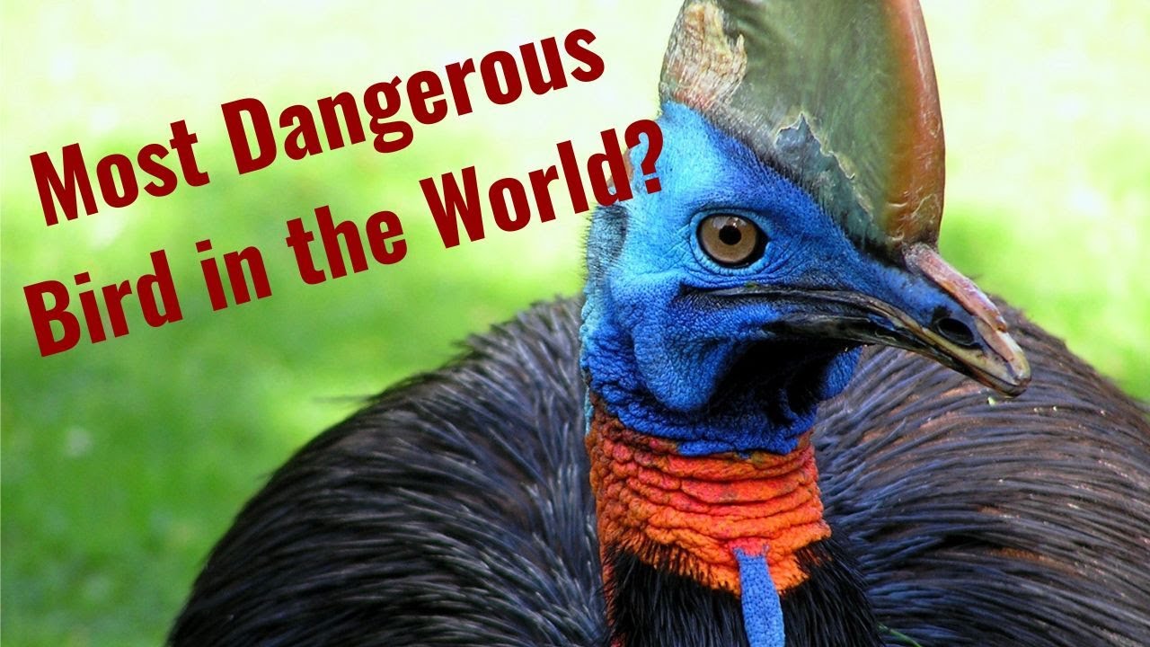The Biology and Evolution of Cassowaries