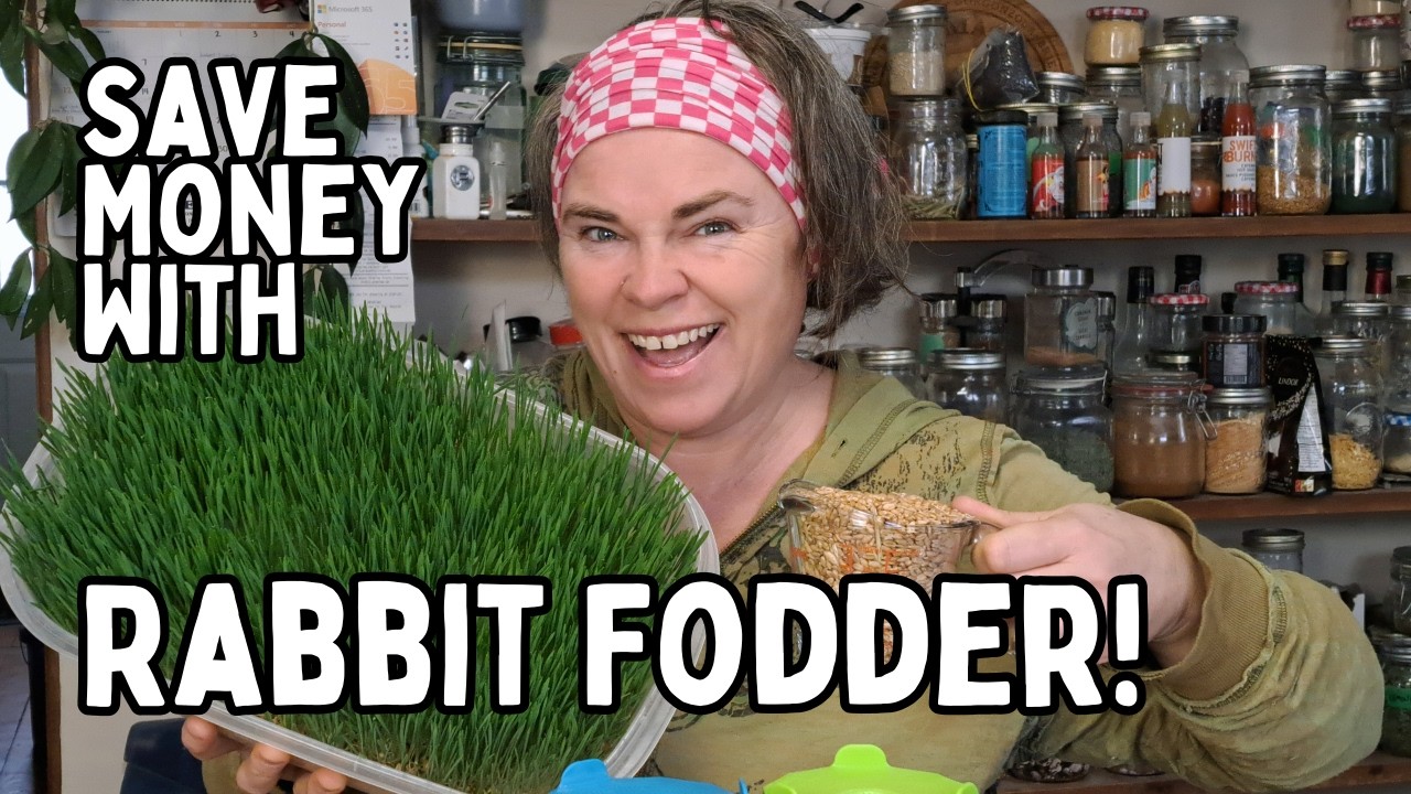 How To Grow WHEAT FODDER: Save Money Growing Your Own Rabbit Fodder (Step By Step DIY)
