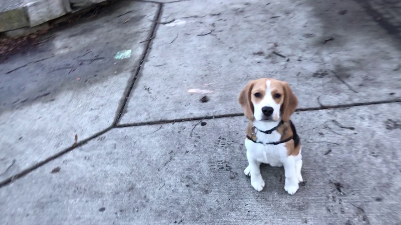 Beagle puppy is in love with this sausage