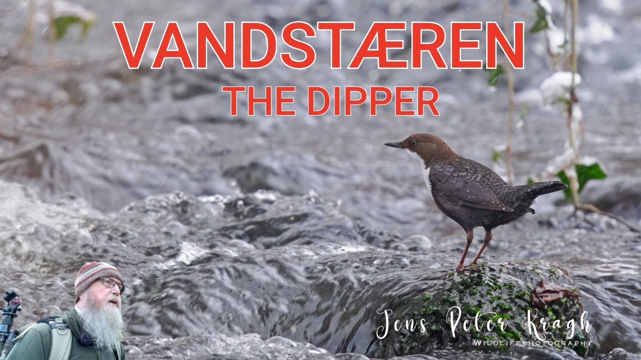 Vandstær  - Dipper. Vinter og vandstæren søger føde i det kolde vand.