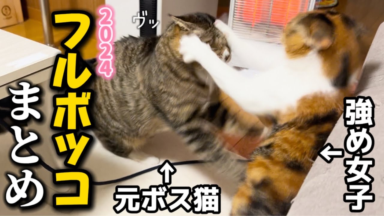 変態具合が増して嫌われまくる猫に見えるけど実はアザラシなトド