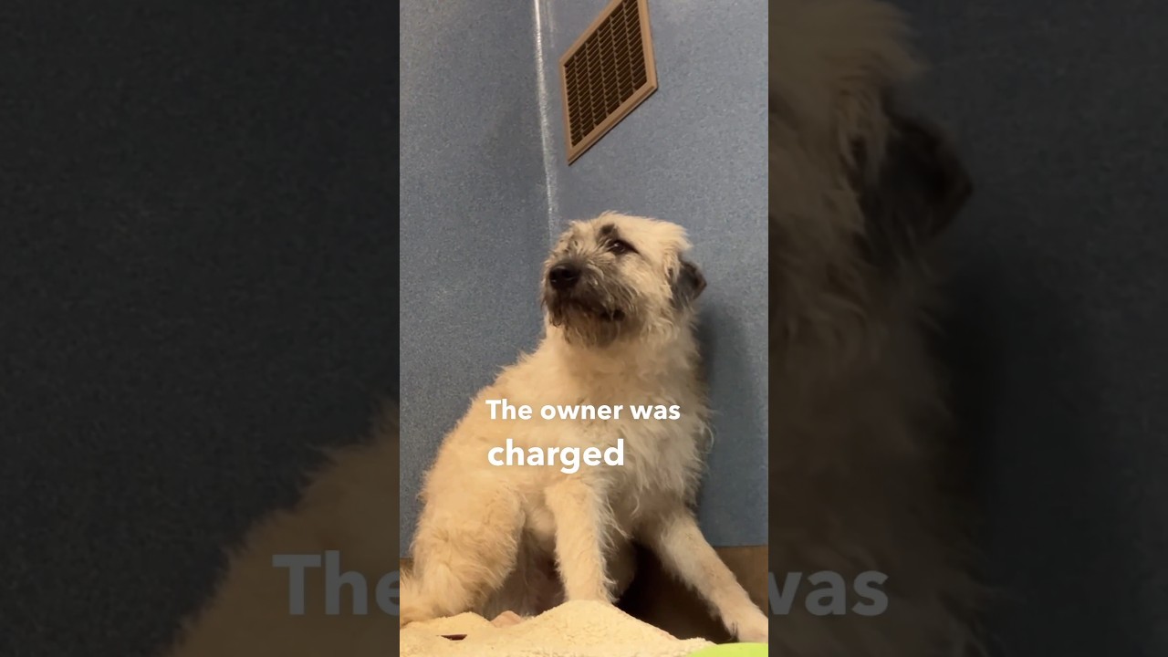 Born in the shelter going on 513 days - but she&rsquo;s now availabe for adoption 👏❤️