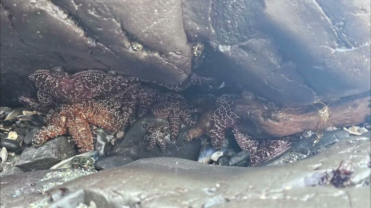 Things you see at Northern California beaches.