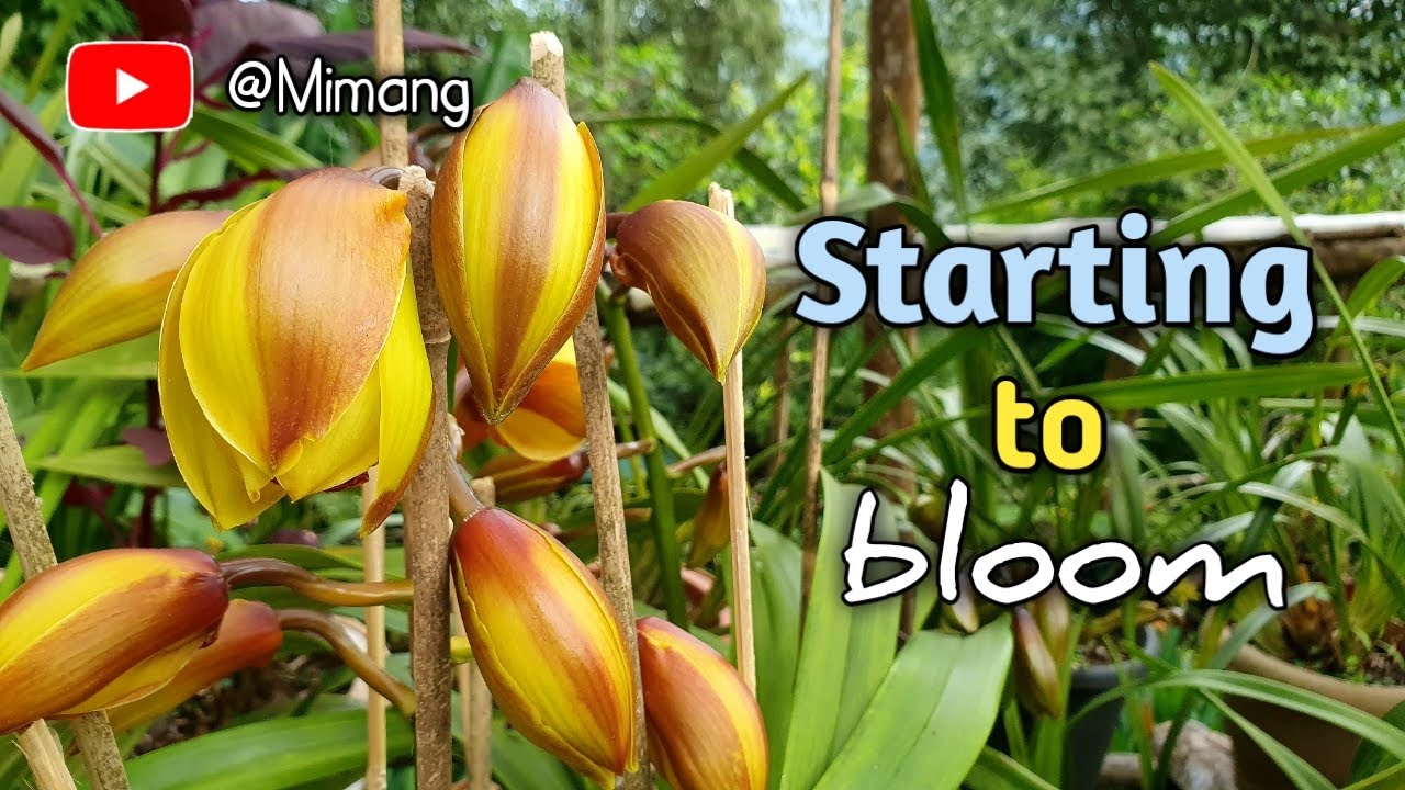 Starting To Bloom / फूल्न सुरु // Mimang Vlog !