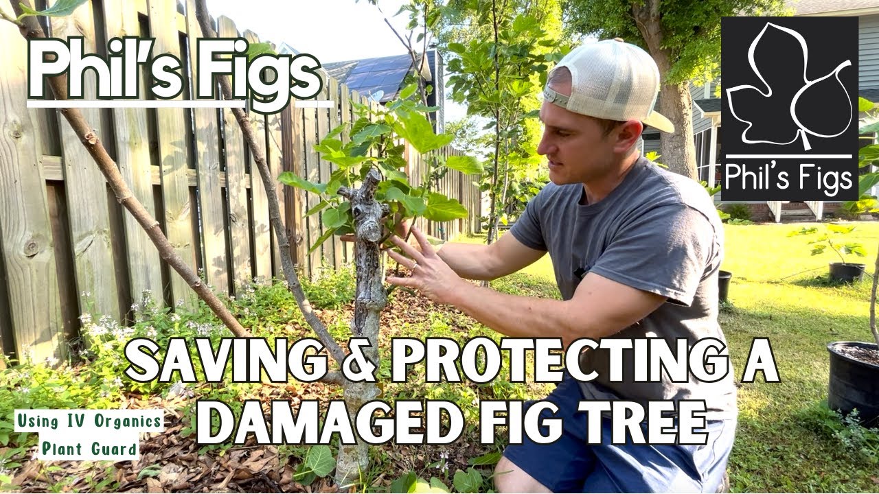 Saving And Protecting A Damaged Fig Tree