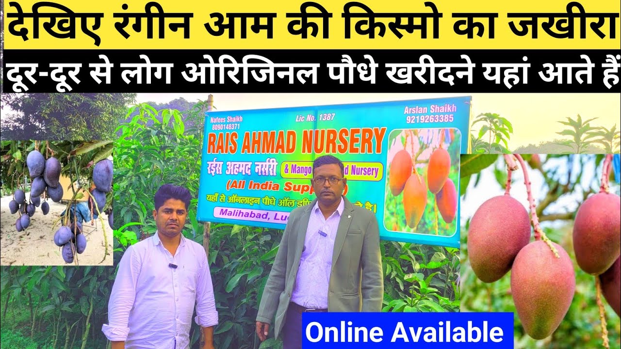रंगीन आम के किस्मो का जखीरा है इस नर्सरी के पास | Nursery Visit At Malihabad lucknow