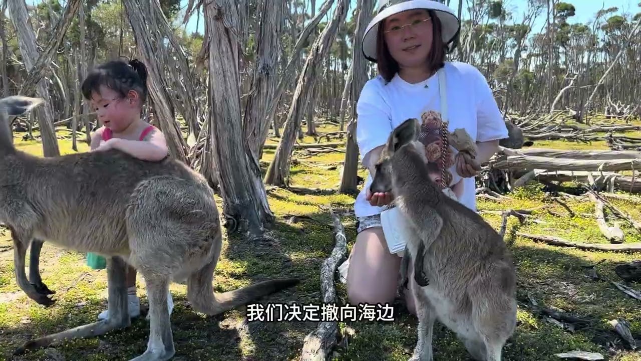 墨尔本Phillip island Melbourne 