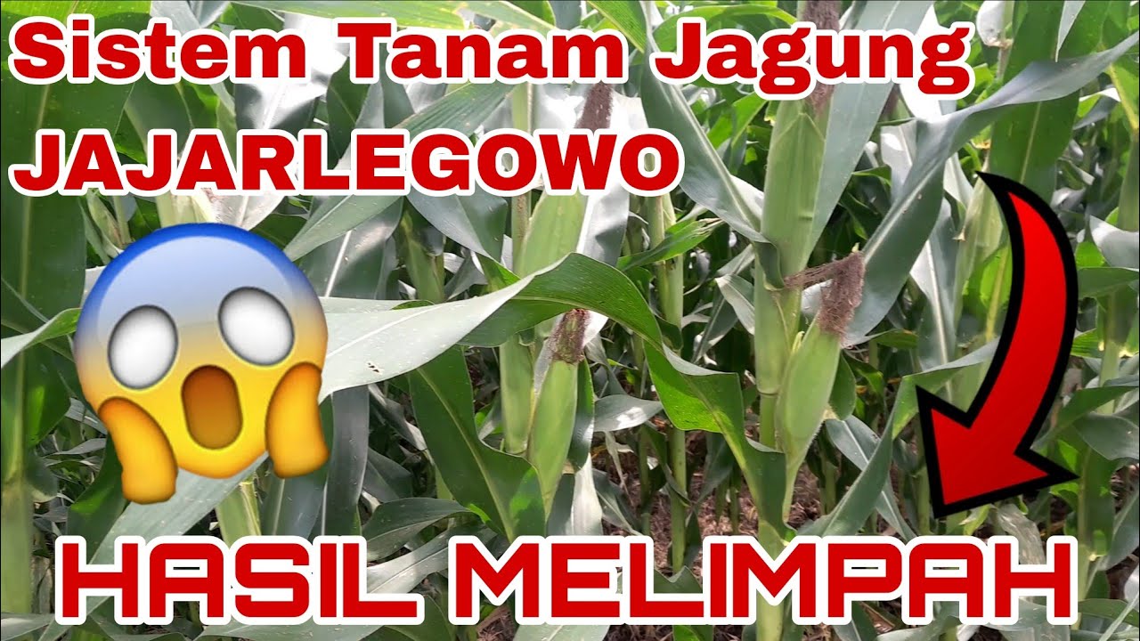 Cara Tanam Jagung dengan Sistem JAJAR LEGOWO 80cm×40cm×20cm #Petanijagung #BibitNKIndonesia #Petani