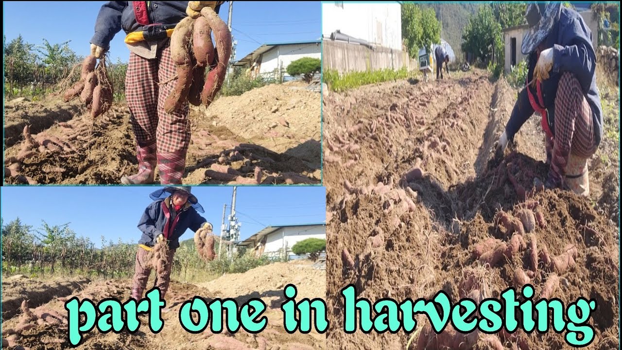 Part one harvest of purple sweet potato 