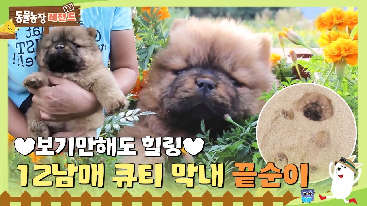 [TV 동물농장 레전드/SUB] ✨보기만 해도 힐링✨ 12남매 큐티 막내 끝순이 💕 #TV동물농장 #AnimalFarm #SBSstory