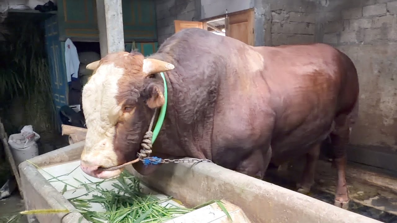 SAPI TERBESAR DI MAGELANG, siap ramaikan kontes Wonosobo 🔥