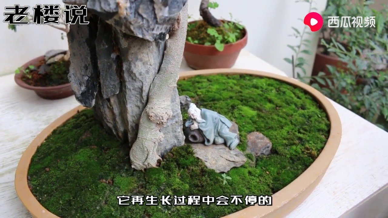 大叔苔藓养护三大秘诀，掌握这些方法，苔藓才能长得更好！