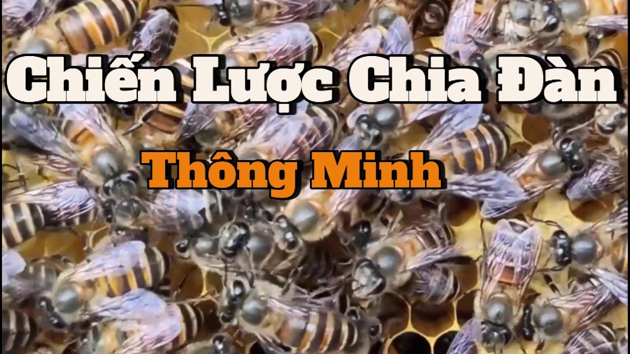 Vì sao chia đàn đúng thời điểm mới quyết định mùa mật?