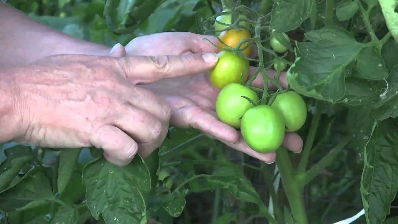 How to ripen late-season tomatoes