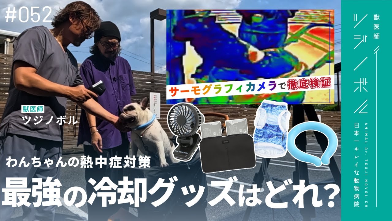 【検証】夏の暑さ対策グッズを徹底調査！わんちゃんの体温を一番下げる冷却グッズとは【獣医師ツジノボル】