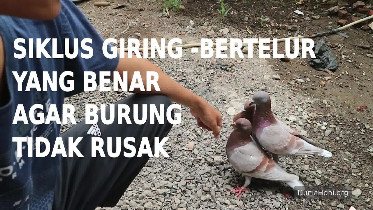 Siklus Giring-Bertelur Burung Merpati Agar Giring Keras