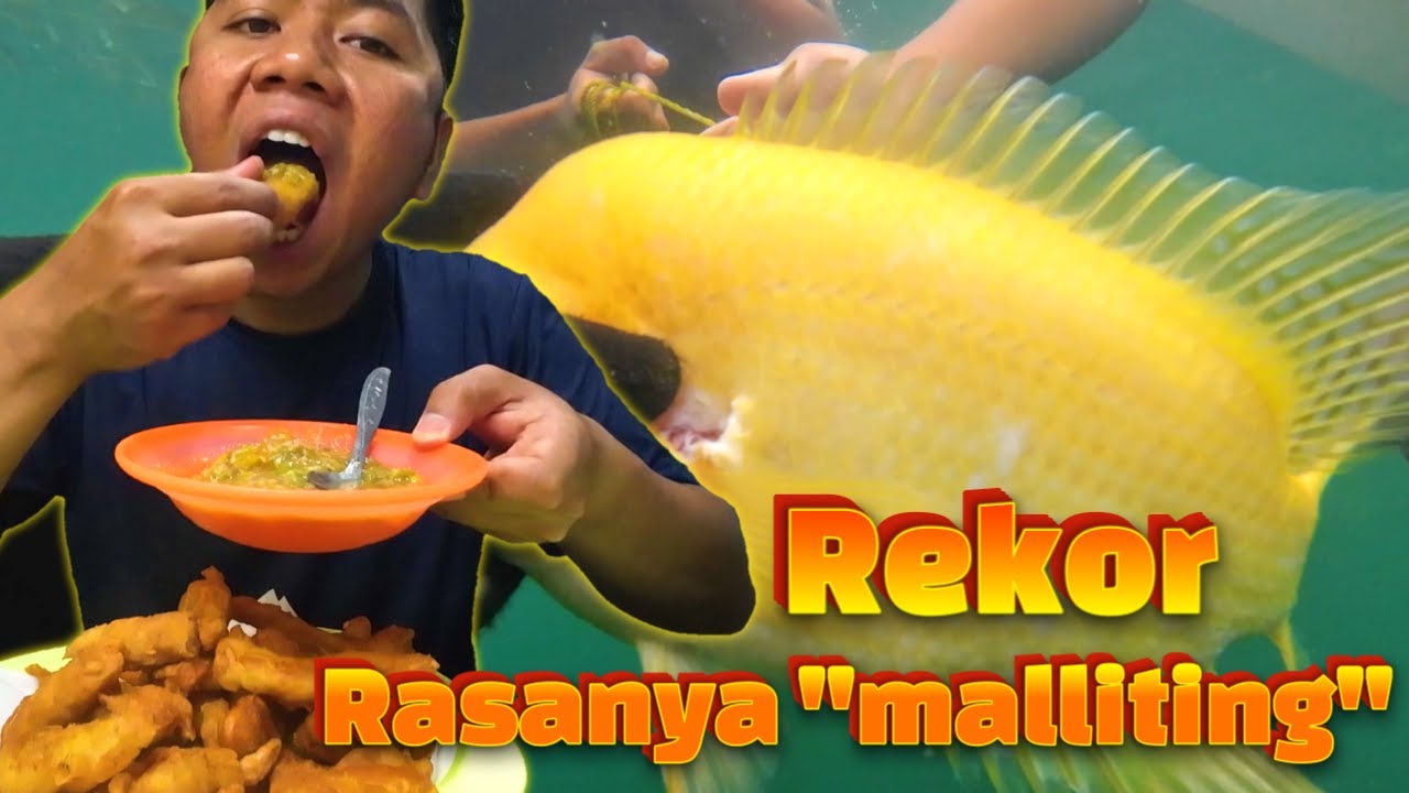 Ikan Red Devil TERBESAR Yang Saya Dapat (REKOR). Langsung filet Goreng Tepung, Rasanya MALLITING