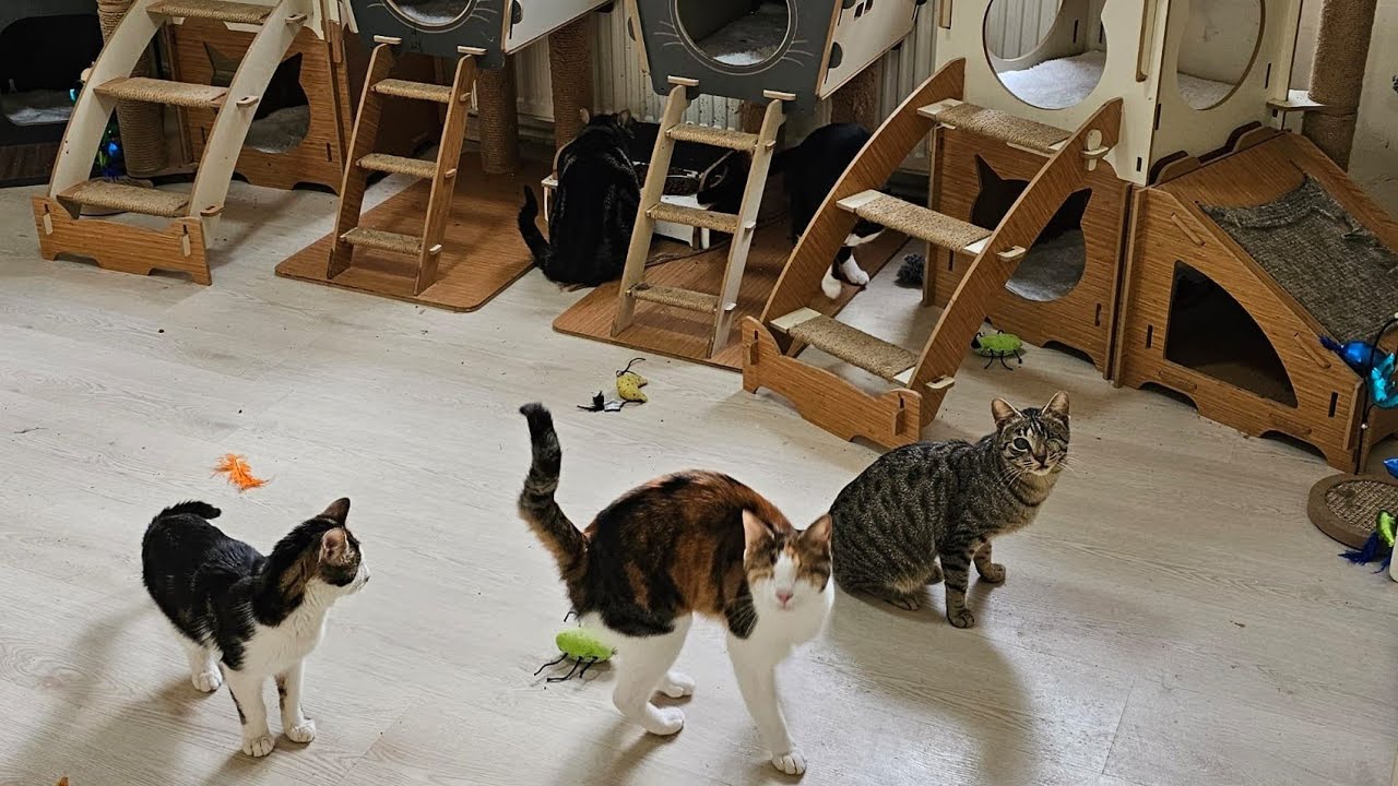 warm paradise for disabled rescued cats