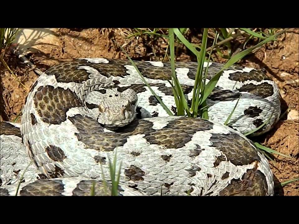 Ottoman viper (Montivipera xanthini) Greece April 2012