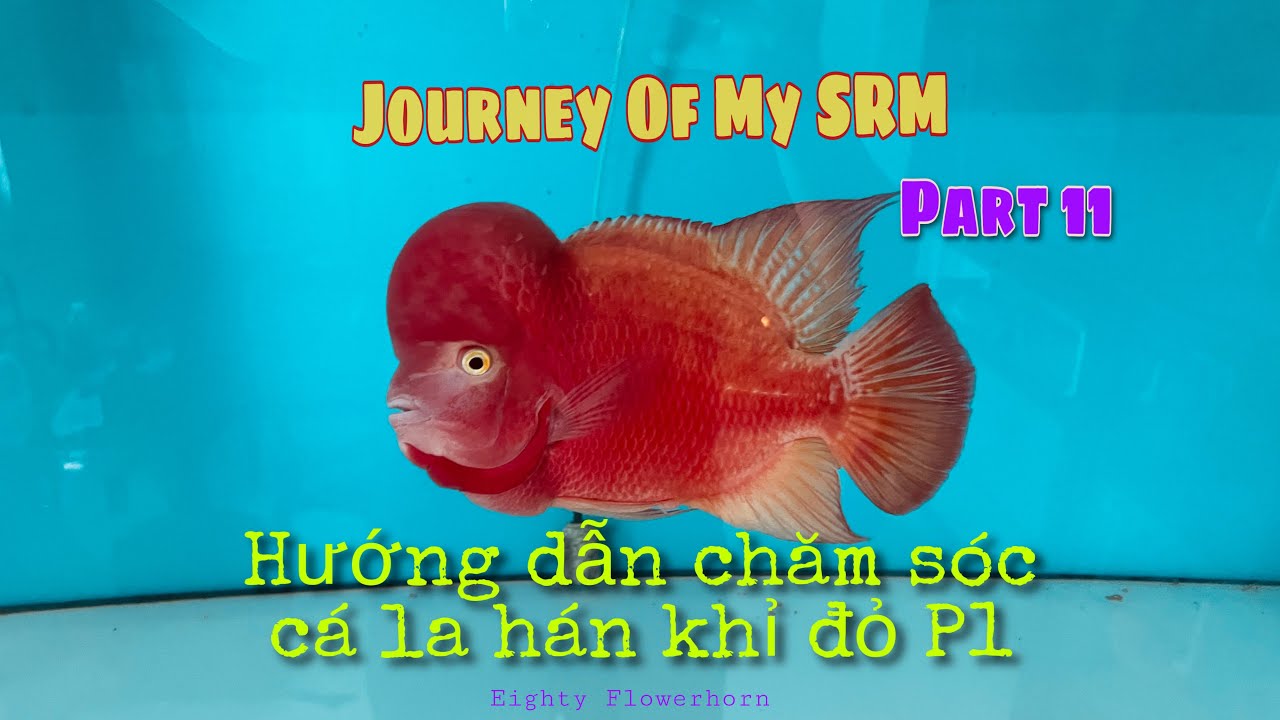 Journey Of My Super Red Monkey Part 11-Hướng Dẫn Nuôi Cá La Hán Khỉ Đỏ Phần 1-Eighty Flowerhorn.