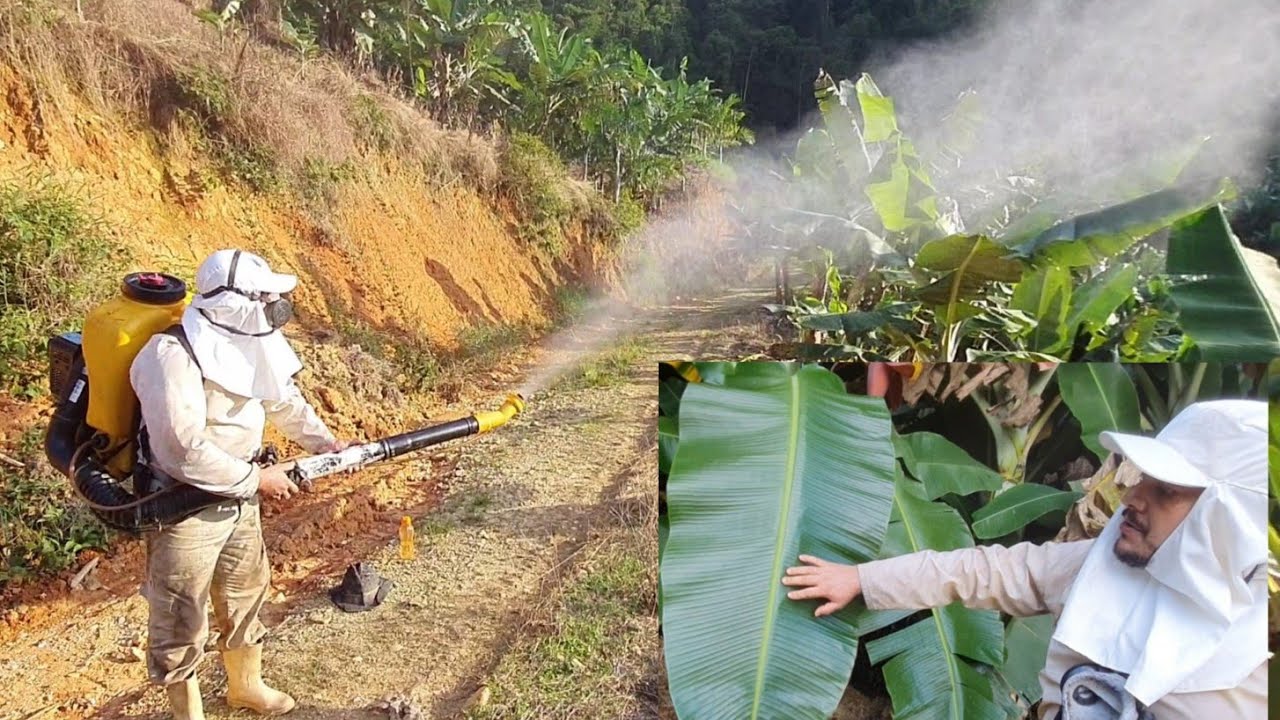 como fazer o controle da doença sigatoka em bananal