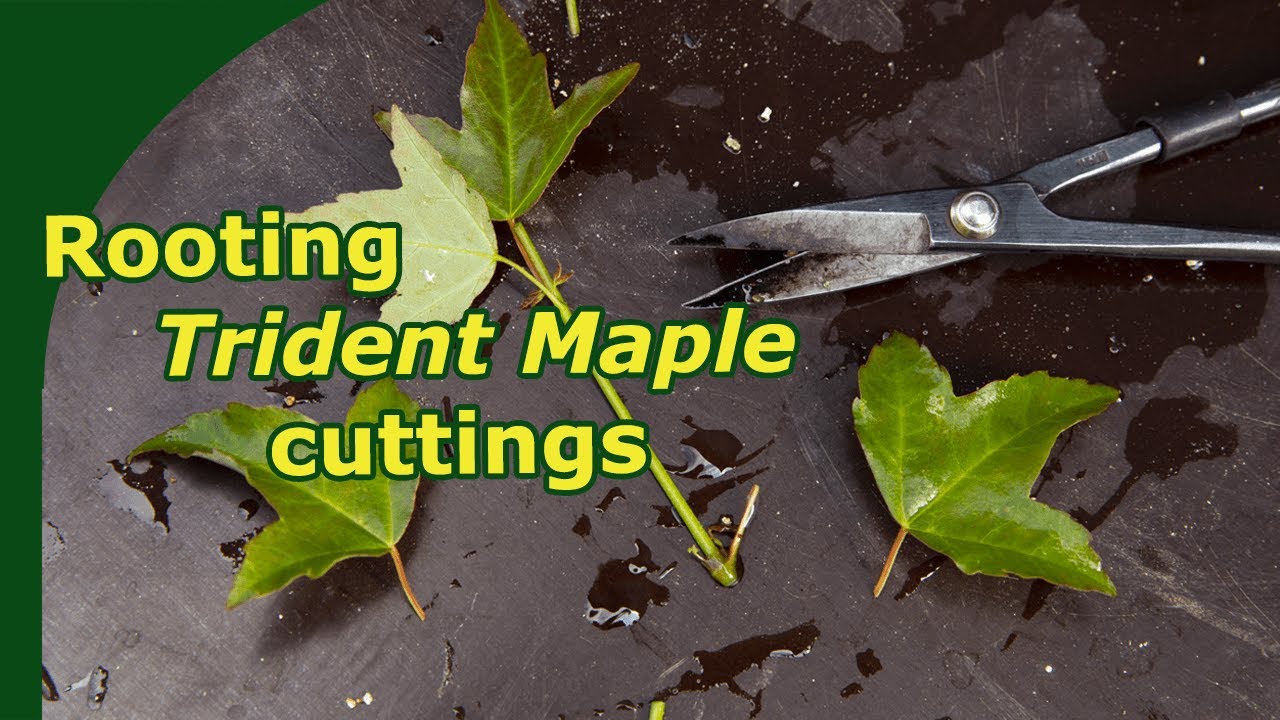 Rooting Trident Maple cuttings