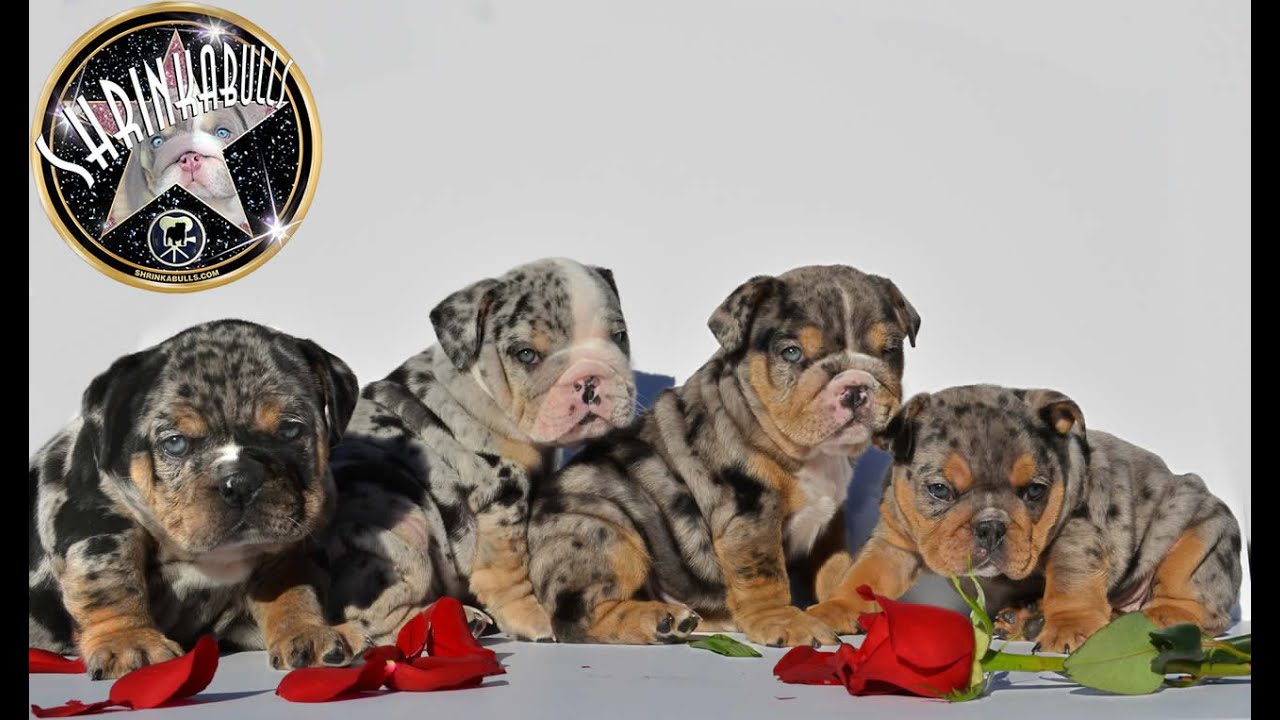 ENGLISH BULLDOG PUPPIES BLUE MERLE merle puppies